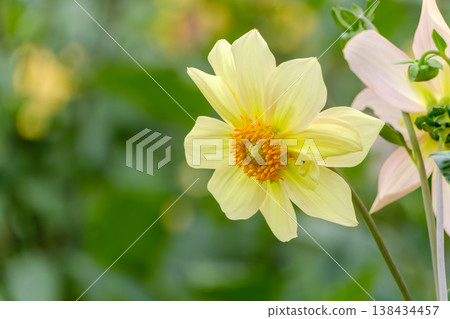 A pale yellow dahlia bathed in soft light. A pale yellow dahlia bathed in soft light. 138434457