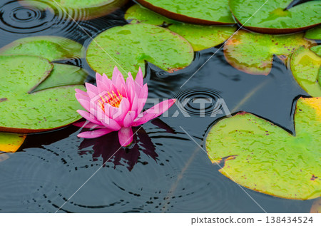 Water lilies wet with rain and ripples spreading across the water's surface. Water lilies wet with rain and ripples spreading across the water's surface. 138434524