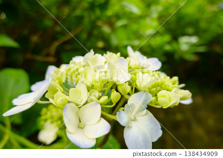White hydrangeas just beginning to bloom against a lush green background. White hydrangeas just beginning to bloom against a lush green background. 138434909