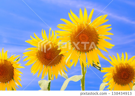 A close-up of a sunflower blooming towards the summer sun. 138434913