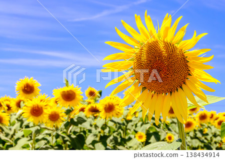 A close-up of a single sunflower blooming towards the summer sun. 138434914