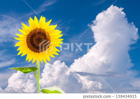 A background image of a sunflower field against a bright summer sky, suitable for advertising copy space. 138434915