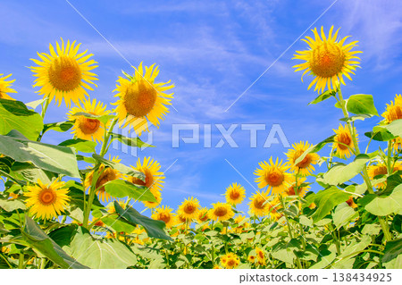 A field of sunflowers lined up against a blue sky - Advertisement copy space background 138434925