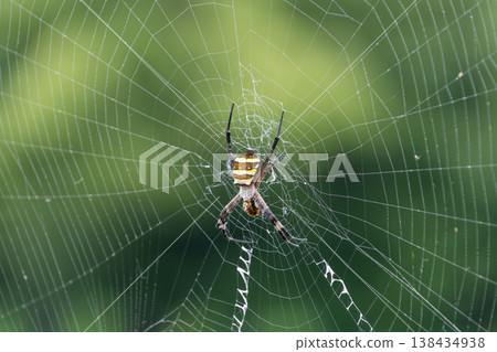 一隻長身金色圓蛛藏身於蛛網中央。 138434938