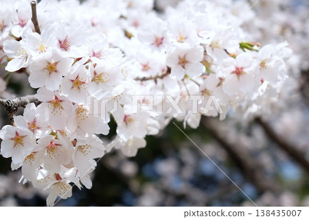 Close-up of cherry blossoms in full bloom Close-up of cherry blossoms in full bloom 138435007