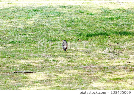 野生鳥類在公園草坪上漫步 野生鳥類在公園草坪上漫步 138435009