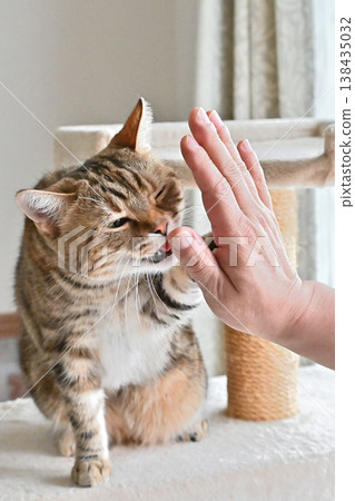 Cat greeting with a high five 138435032