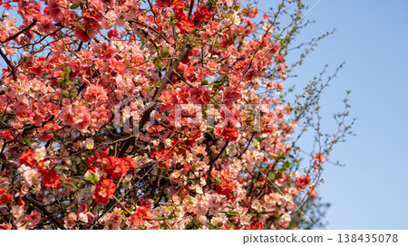 Colorful quince blossoms Colorful quince blossoms 138435078