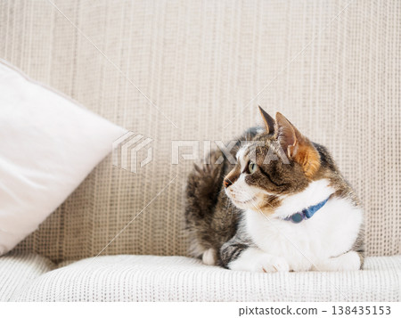 A cat relaxing on the sofa A cat relaxing on the sofa 138435153