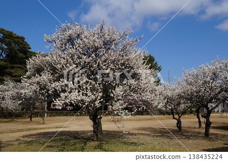 Plum tree 138435224