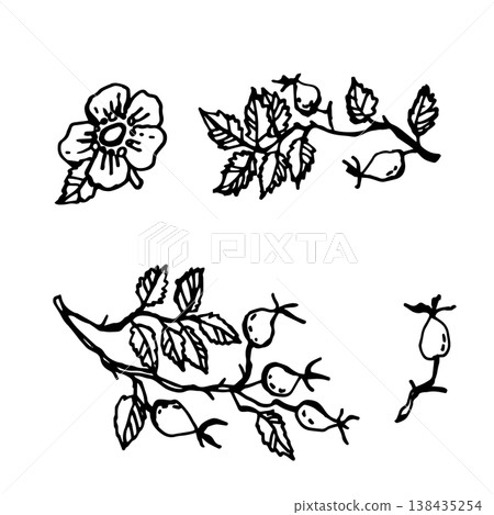 Rosehip with flowers and berries Rosehip with flowers and berries 138435254