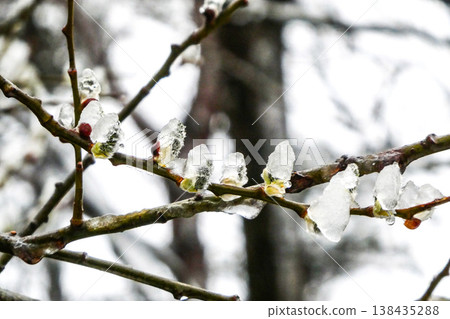 In Hachimantai, Iwate Prefecture, a northern region of Japan, the pussy willows that had just bloomed were frozen by the lingering snow that had fallen the previous night. In Hachimantai, Iwate Prefecture, a northern region of Japan, the pussy willows that had just bloomed were frozen by the lingering snow that had fallen the previous night. 138435288