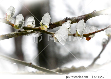在日本北部岩手縣八幡平市,剛盛開的柳樹被前一天晚上落下的積雪凍住了。 在日本北部岩手縣八幡平市,剛盛開的柳樹被前一天晚上落下的積雪凍住了。 138435290
