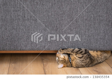 Tabby cat scratching gray sofa fabric, damaging furniture, anti-scratch upholstery concept for pet owners, home interior scene. Tabby cat scratching gray sofa fabric, damaging furniture, anti-scratch upholstery concept for pet owners, home interior scene. 138435354