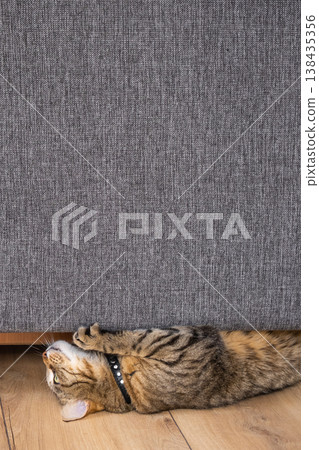 Close-up tabby cat scratching bottom of gray sofa, damaging upholstery, issue of pets and home furniture, anti-scratch textile solution. Close-up tabby cat scratching bottom of gray sofa, damaging upholstery, issue of pets and home furniture, anti-scratch textile solution. 138435356