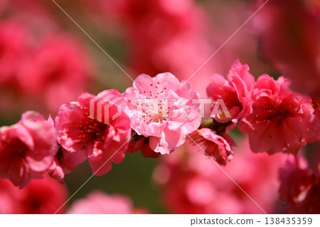 Beautiful peach blossoms bloom on the branches Beautiful peach blossoms bloom on the branches 138435359
