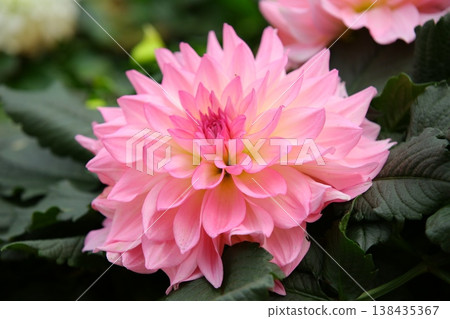 Liberated Marika, Great Flower, Large Chrysanthemum, Tenjiku Peony, Marigaku Chrysanthemum, Chrysanthemum Chrysanthemum, Western Peony, Western Peony, Large Rika Liberated Marika, Great Flower, Large Chrysanthemum, Tenjiku Peony, Marigaku Chrysanthemum, Chrysanthemum Chrysanthemum, Western Peony, Western Peony, Large Rika 138435367