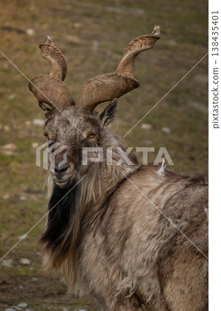Male Turkmenian markhor Capra falconeri heptneri. Male Turkmenian markhor Capra falconeri heptneri. 138435401