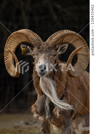 Transcaspian urial Ovis orientalis arkal. 138435402