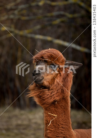 An alpaca with a funny hairstyle. 138435403