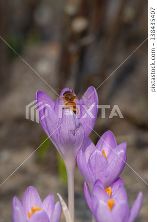 Spring flowers with flying bee. Spring flowers with flying bee. 138435407