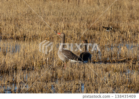 The greylag goose, Anser anser The greylag goose, Anser anser 138435409
