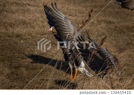 White Fronted Goose Anser albifrons White Fronted Goose Anser albifrons 138435410