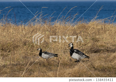Barnacle goose , Branta leucopsis 138435411