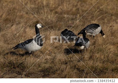 Barnacle goose , Branta leucopsis Barnacle goose , Branta leucopsis 138435412