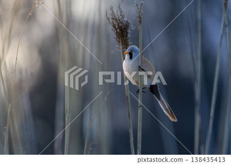 Bearded tit - reedling, on the reed Bearded tit - reedling, on the reed 138435413