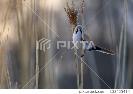 Bearded tit - reedling, on the reed Bearded tit - reedling, on the reed 138435414