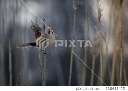 Bearded tit - reedling, on the reed Bearded tit - reedling, on the reed 138435415