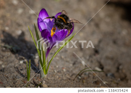 Bumble-bee polluted in the pollen 138435424