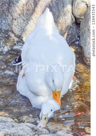 White ducks at Amabiki Kannon, a pair, interacting by the water. White ducks at Amabiki Kannon, a pair, interacting by the water. 138435543