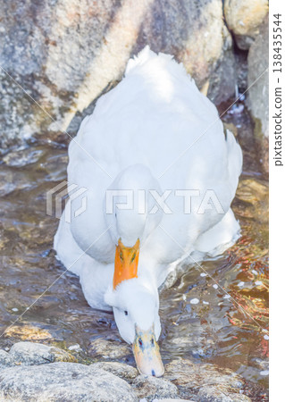The ducks at Amabiki Kannon Temple, a loving pair, preening each other. 138435544
