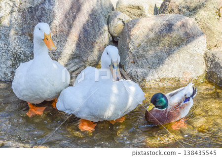 Ducks and mallards at Amabiki Kannon Temple: A beautiful scene by the water. 138435545