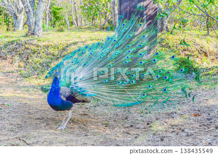 A peacock spreads its wings at Amabiki Kannon, the beauty of a magnificent fan. A peacock spreads its wings at Amabiki Kannon, the beauty of a magnificent fan. 138435549