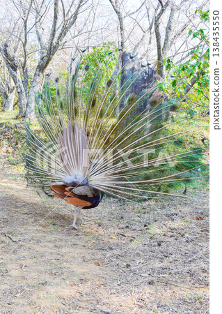 A rare sight at Amabiki Kannon: a peacock with its feathers spread, seen from behind. A rare sight at Amabiki Kannon: a peacock with its feathers spread, seen from behind. 138435550