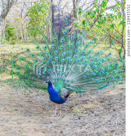 The peacock at Amabiki Kannon, spreading its feathers to bring good fortune. The peacock at Amabiki Kannon, spreading its feathers to bring good fortune. 138435552