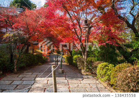 Red Maple foliage tree tunnel at Manshuin temple in autumn, Kyoto Red Maple foliage tree tunnel at Manshuin temple in autumn, Kyoto 138435558