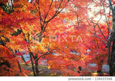 Colorful maple leaf touch sunlight at Nanzen-ji in autumn, Kyoto Colorful maple leaf touch sunlight at Nanzen-ji in autumn, Kyoto 138435566