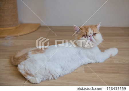 Yellow exotic shorthair cat look at camera in living room Yellow exotic shorthair cat look at camera in living room 138435569