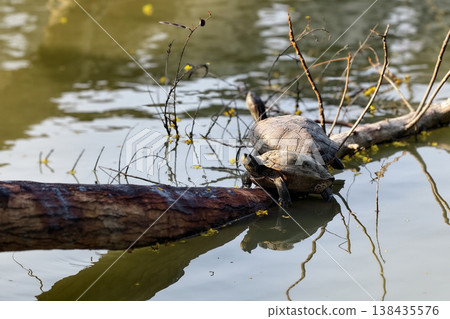 Two Red Eared Terrapin Turtle couple on driftwood over pond Two Red Eared Terrapin Turtle couple on driftwood over pond 138435576
