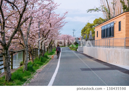dog walk with woman along pink cherry sakura tunnel road, Yanagawa dog walk with woman along pink cherry sakura tunnel road, Yanagawa 138435598