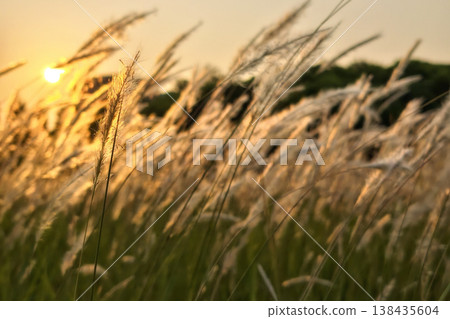 cogon grass or Imperata cylindrica meadow at sunrise cogon grass or Imperata cylindrica meadow at sunrise 138435604