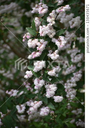 Flower of Sarasa woogie Flower of Sarasa woogie 138435671