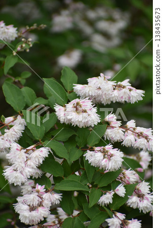 Flower of Sarasa woogie Flower of Sarasa woogie 138435673
