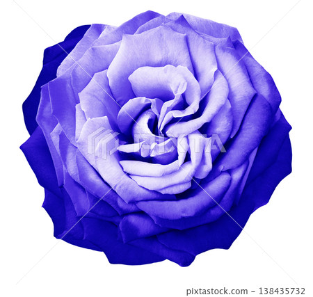 Purple  rose flower  on  white   isolated background with clipping path. Closeup. For design. Nature. 138435732