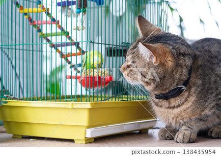Domestic cat sits by birdcage watching parrot, interspecies interaction, stress and hunting instinct, how pets coexist at home. Domestic cat sits by birdcage watching parrot, interspecies interaction, stress and hunting instinct, how pets coexist at home. 138435954