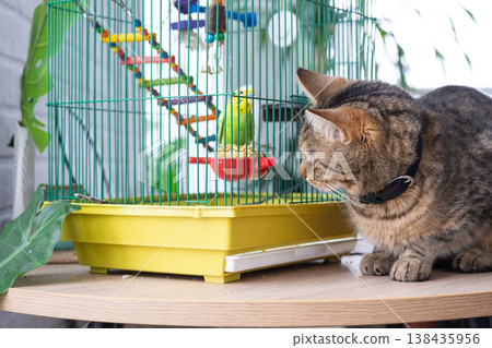 Tabby cat sits alert by yellow birdcage, parrot inside, examining possible prey, example of pet interactions, risk and stress in multi-pet house. Tabby cat sits alert by yellow birdcage, parrot inside, examining possible prey, example of pet interactions, risk and stress in multi-pet house. 138435956